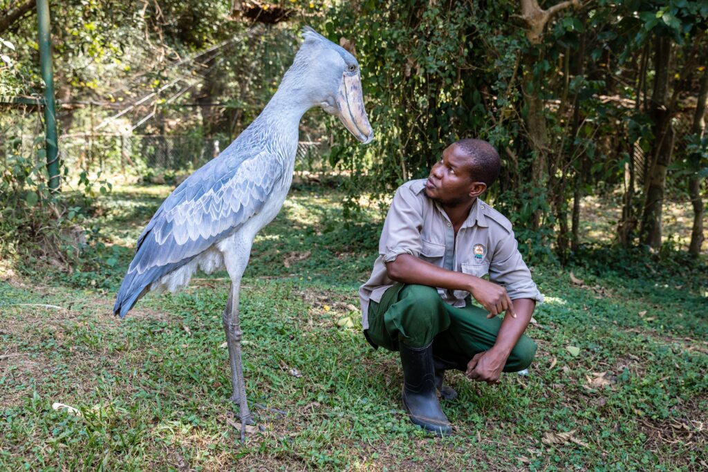 May be she’s related to Harry Potter’s Hippogriff, Buckbeak…?