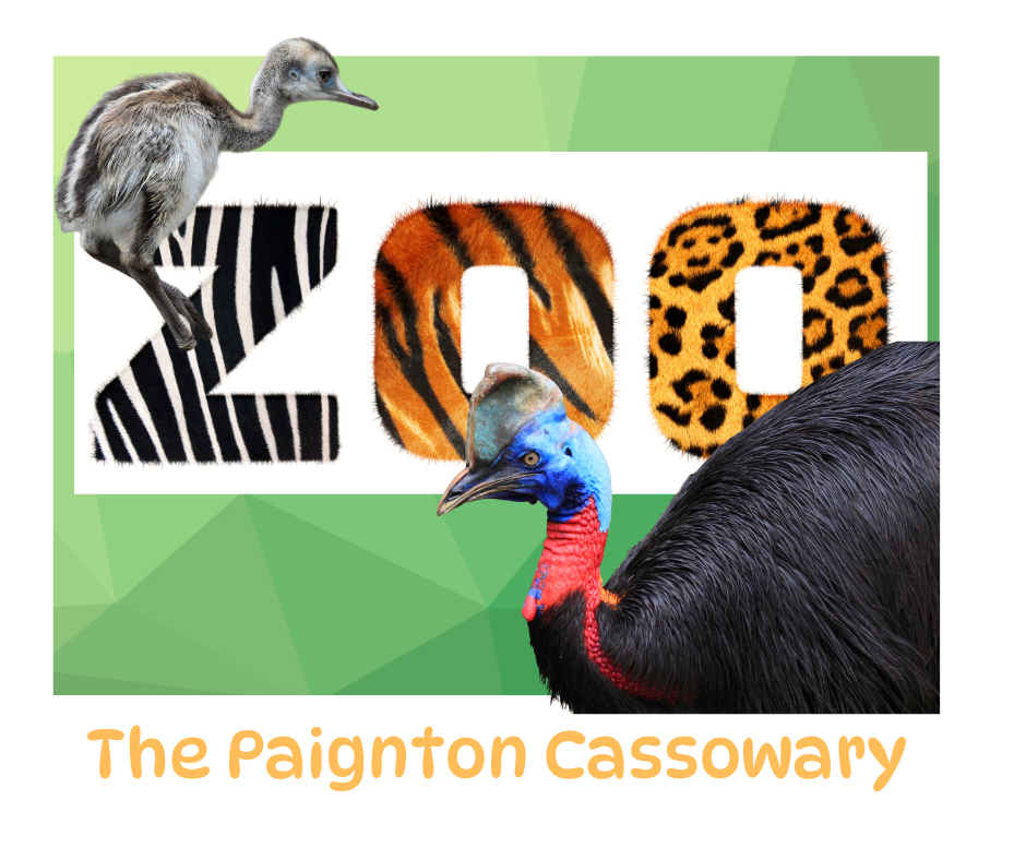 In August 2025, came the excited Zoo announcement   that  a chick had successfully hatched.  After a 50 day incubation time, the new arrival was  the first at Paignton for 21 years.